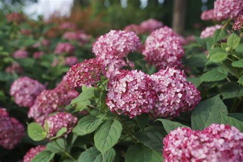 Time to prune (most of) your hydrangeas - Winnipeg Free Press Homes