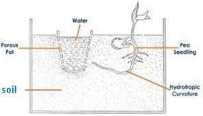 What is hydropism describe an experiment to demonstrate hydrotropism ...