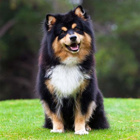 Lapphund: un cane devoto, lavoratore, rustico, intraprendente ma anche obbediente