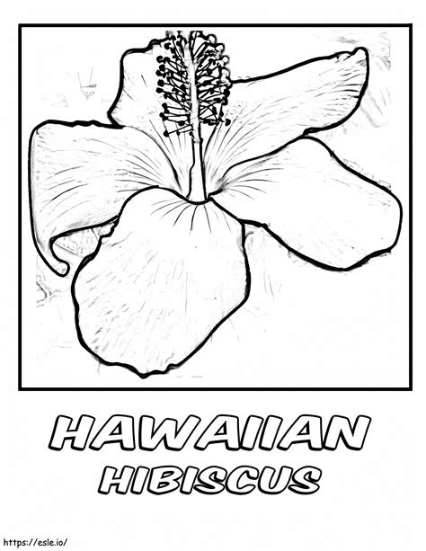 Hibiscus Flower Coloring Pages [2025]