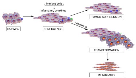 HiJAK’d Signaling; the STAT3 Paradox in Senescence and Cancer Progression
