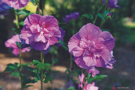 Lavender Chiffon® Dark Hibiscus Rose of Sharon — Marks Nursery