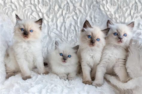 Ragdoll Cats [An In-Depth Look]