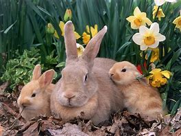 Image result for Spring Bunnny
