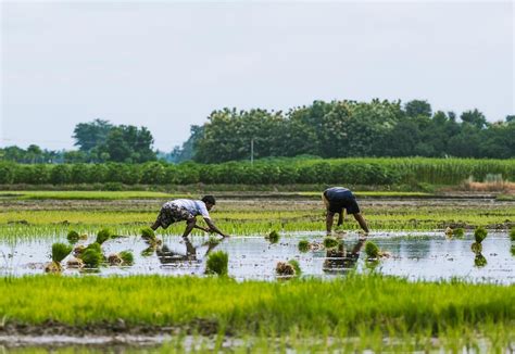 After prolonged heatwave, poor monsoon rainfall threatens paddy ...