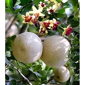 New Live Rare Dwarf Wood Apple Indian bael Aegle Marmelos Fruit kotbel ...