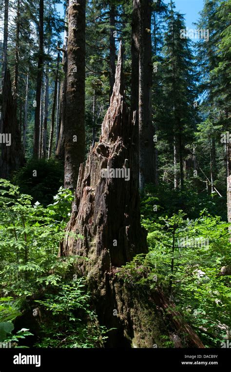 Image result for Rotted Tree