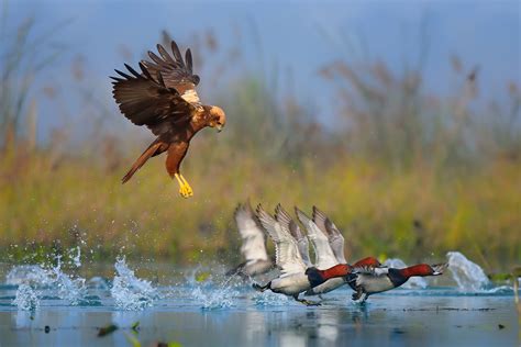 Top 20 Hive Photographs Of 2021 | Nature inFocus