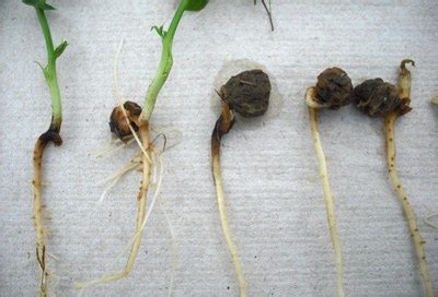 Image result for Pythium Root Rot Signs