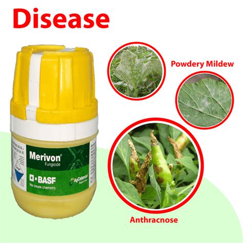 Fungicides for Plants: Protect Your Plants from Fungal Diseases – Agriplex