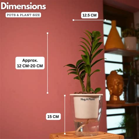 Zamioculcas zamiifolia ƒ??Zenziƒ?? Dwarf ZZ Plant- Live Plant (With 5 ...