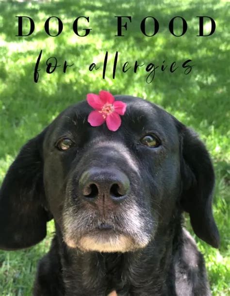 joy dog food