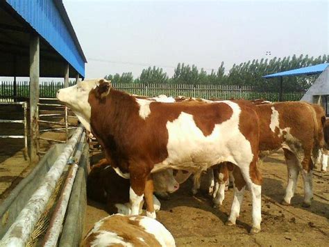 牛交易市场肉牛价格