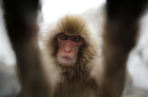 Monkey causes four days of clashes in Libya, at least 16 dead, 50 ...