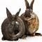 Image result for Cute Dwarf Brown Bunnies