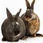 Image result for Dutch Lop Rabbit