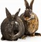 Image result for Harlequin Rabbit