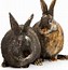 Image result for Blue Holland Lop Rabbit