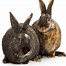 Image result for Mini Dwarf Lop Eared Rabbits