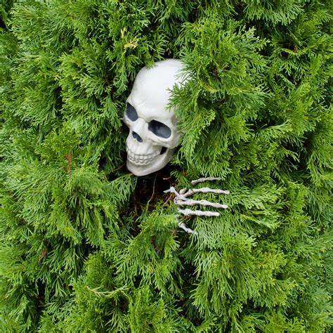 Download wallpaper 2780x2780 skull, skeleton, bush, funny, halloween ...
