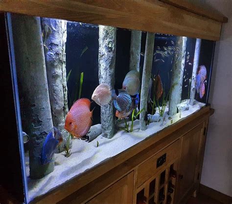 Image result for Discus Fish Tank