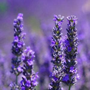 Indian Perfume Brand with Global Soul | Embark Perfumes