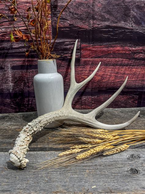 Naturally Shed Mule Deer Antler. Decor piece, Table Centerpiece, and M ...