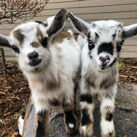 Goat Yoga on the Farm, DNA Hemp, Kewaskum, 21 May 2023 | AllEvents.in