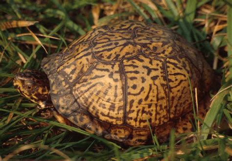 Image result for Female Box Turtle