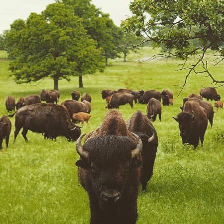 Woolaroc Museum & Wildlife Preserve (Bartlesville) - 2021 What to Know ...