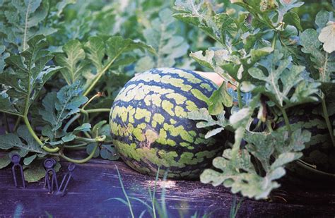 How to Grow Watermelon in a Self-Watering Container