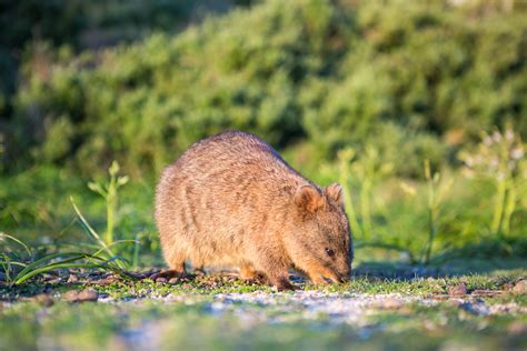 Quokkas Habitat Quokka | Our Animals | Oakvale Wildlife
