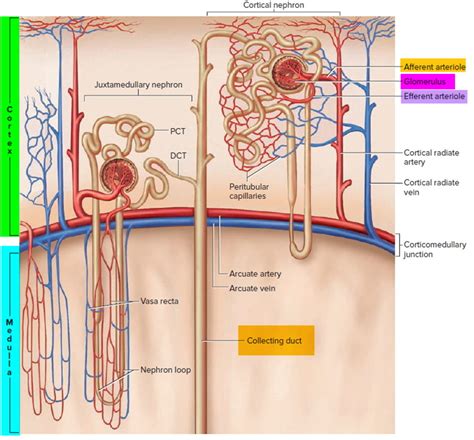Image result for Net Filtration Rate Kidneys