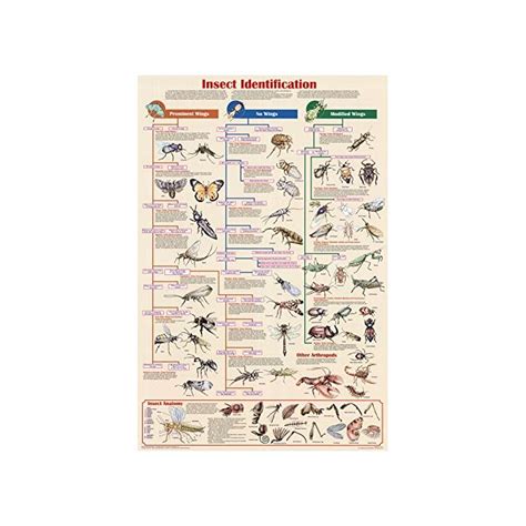 Image result for Printable Insect Identification Chart