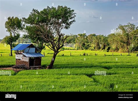 Sri Lanka Agriculture 的图像结果