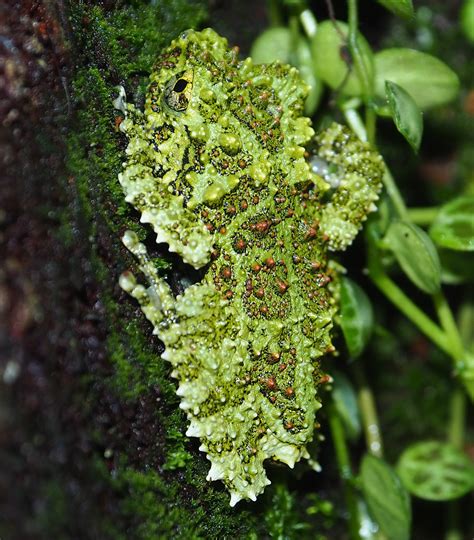 Theloderma corticale, Vietnamese mossy frog – Fantastic Frogs