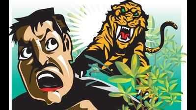 Man caught for harassing lions | Rajkot News - Times of India