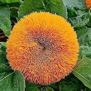 Kraft Seeds Flower Seeds : Sunflower Teddy Bear (Helianthus) Flower ...