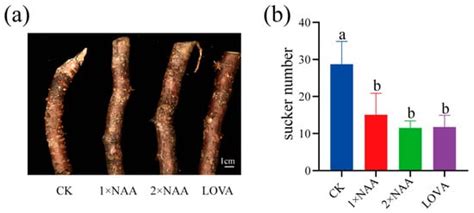 Coordinated Auxin–Cytokinin–Nitrogen Signaling Orchestrates Root ...