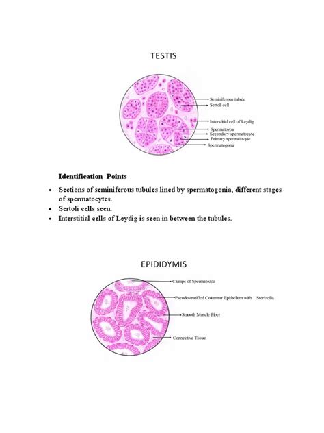Image result for Male Reproduction System Textbook