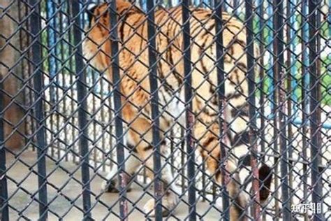 安徽蚌埠一动物园饲养员遭老虎袭击身亡，系隔离门未锁好入内打扫发生不幸，暴露了哪些问题？