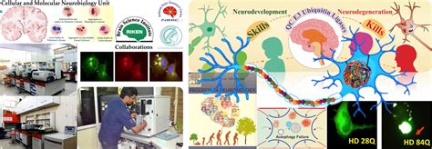Neuroscience & Neuro Engineering Laboratory | Bioscience ...