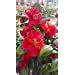 Buy NELSON PLANT FOOD Hibiscus and Flowering Tropicals In Ground ...