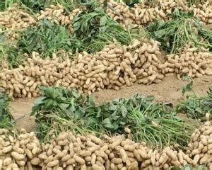 Green World Kadiri Lepakshi 1812 Groundnut, Peanut seeds for Farming ...