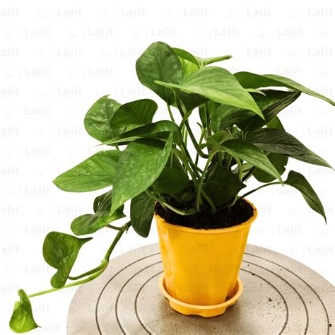 Money Plant Green (Epipremnum Aureum) - Plant – Lalit Enterprise