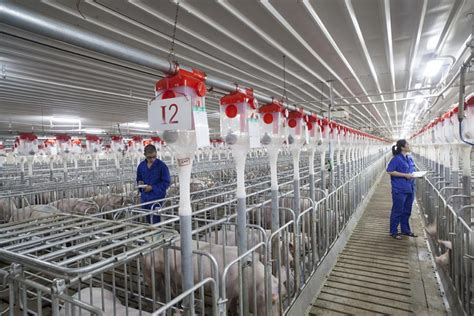 畜牧业养殖介绍展板PSD素材免费下载_红动中国