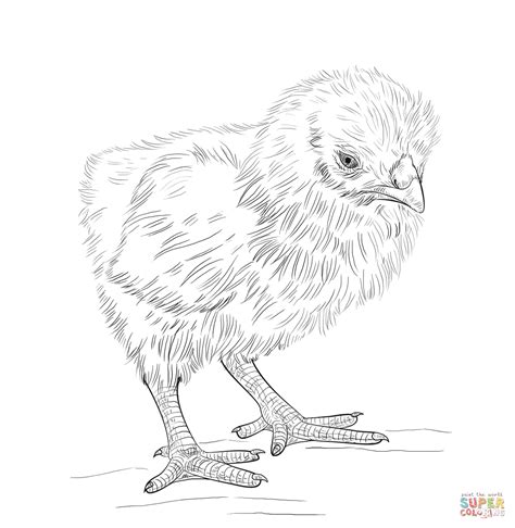 15 Coloring Pages Baby Chicks - Digitrenz