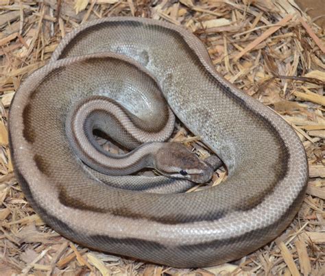 VPI Axanthic Genetic Stripe *PROVEN BREEDER* Ball Python by For Anyone ...