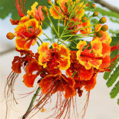 The Wonderful Benefits of the Tropical Flower, Caesalpinia Pulcherrima ...