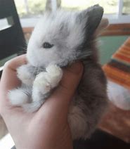 Image result for Lionhead Bunny Rabbits